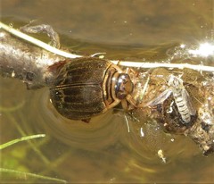 Acilius abbreviatus
