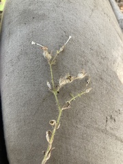 Allophyllum integrifolium