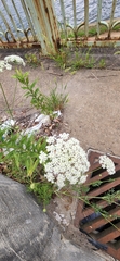 Daucus carota