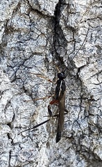 Poemeniinae