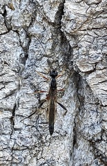Poemeniinae