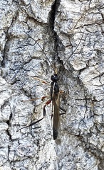 Poemeniinae