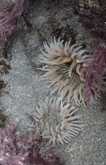 Parabunodactis imperfecta