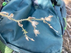 Allophyllum integrifolium