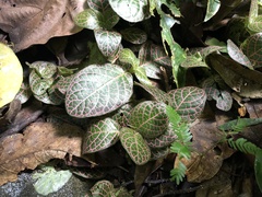 Fittonia albivenis