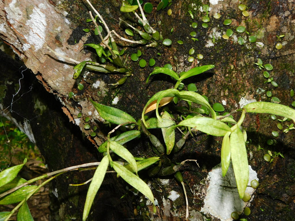 Dendrobium mutabile (Blume) Lindl. 4