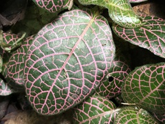 Fittonia albivenis