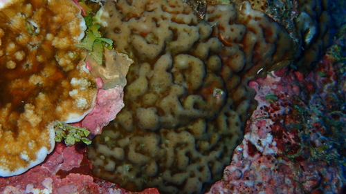 Porites superfusa observed 2022-07-16