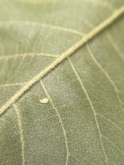 Caryomyia eumaris