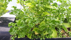 Alternanthera sissoo