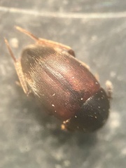 Sciodrepoides watsoni