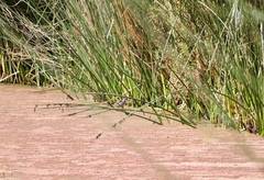 Porphyriops melanops