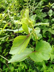 Begonia bulbillifera
