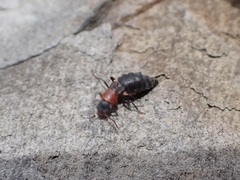 Endeodes