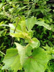 Begonia bulbillifera