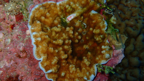 Leptoseris solida