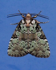 Leuconycta lepidula