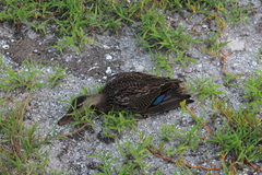 Anas platyrhynchos × fulvigula