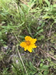 Coreopsis grandiflora inclinata