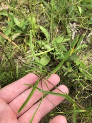 Coreopsis grandiflora inclinata