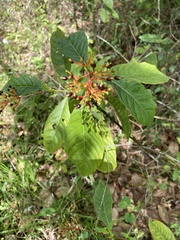 Palicourea crocea