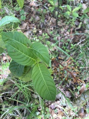 Palicourea crocea