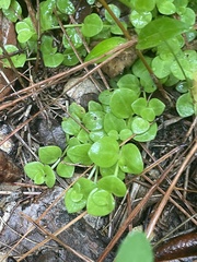 Houstonia procumbens