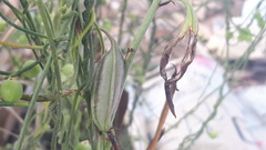Eulophia graminea