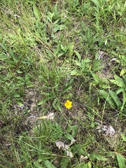Coreopsis grandiflora inclinata