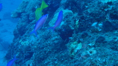 Mirolabrichthys pascalus