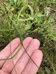 Coreopsis grandiflora inclinata