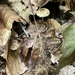 Inocybe radiata - Photo (c) Ron Kerner, some rights reserved (CC BY-NC), uploaded by Ron Kerner