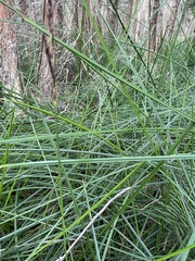 Machaerina tetragona