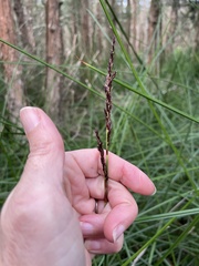 Machaerina tetragona