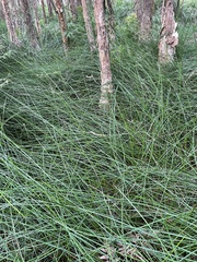 Machaerina tetragona