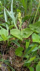 Neottia convallarioides