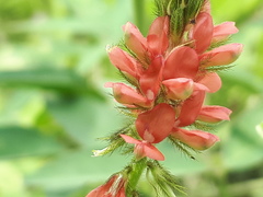 Indigofera hirsuta