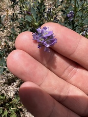 Medicago sativa