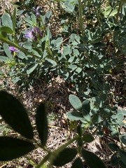 Medicago sativa