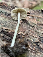 Inocybe radiata