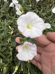 Convolvulus arvensis