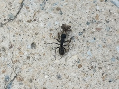 Camponotus japonicus