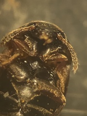 Sciodrepoides watsoni