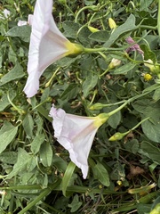 Convolvulus arvensis