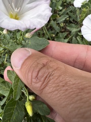 Convolvulus arvensis