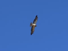 Buteo swainsoni
