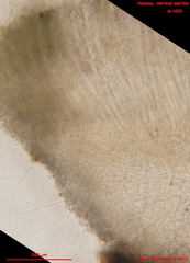 Pseudoboubovia benkertii