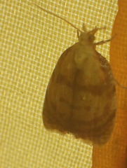 Acleris curvalana