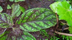 Gloxinia erinoides