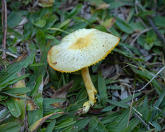 Marasmius rhyssophyllus